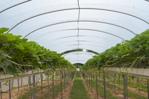 Climatisation pour Industrie Agroalimentaire